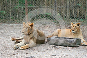 Pair of lions females laying on the ground in front of fence. Natural outdoor Zoo in Thailand. Scratched muzzle of mature Lion.