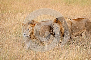 Pair of Lions in kenya stalking through the grass