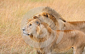 Pair of Lions in kenya stalking through the grass