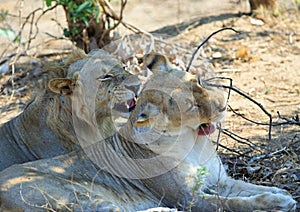 Pair of Lions resting after mating, both are snarling with mouths open, south luangwa national park, zambia