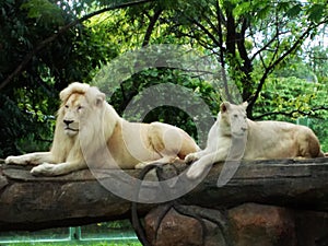 a pair of lions are sitting lazily