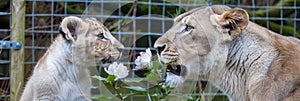 A pair of lions standing side by side in the savannah