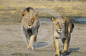 Pair of Lions walking on savannah