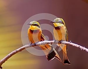 Pair of little bee eaters photo