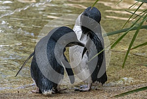 A pair of Little Blue Penguins ( Eudyptula minor)