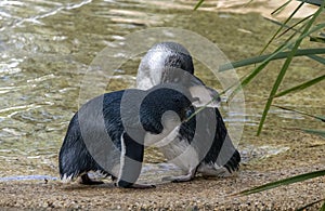 A pair of Little Blue Penguins ( Eudyptula minor)