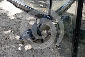 A pair of Little Blue Penguins ( Eudyptula minor)