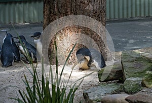 A pair of Little Blue Penguins ( Eudyptula minor) expressing love