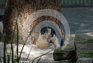 A pair of Little Blue Penguins ( Eudyptula minor) expressing love