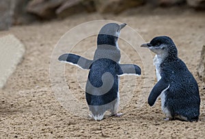 A pair of Little Blue Penguins ( Eudyptula minor) in Sydney