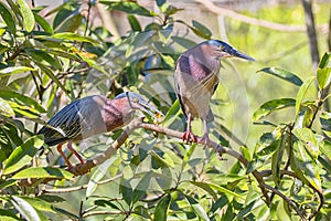 Pair of Little Green Herons Perched In A Tree