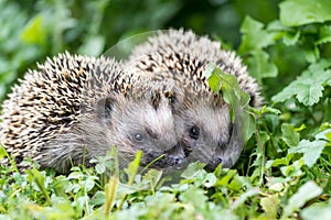 Pair of little hedgehogs outdoors