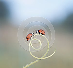 A pair of little ladybugs crawling towards each other through th