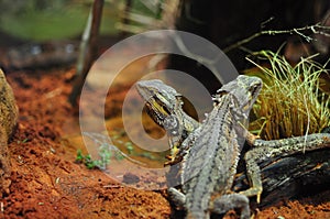Pair of Lizards photo