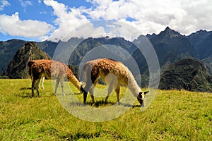 Pair of Llamas in the Peruvian Andes mountains