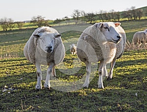 Pair of Lleyn sheep livestock in field