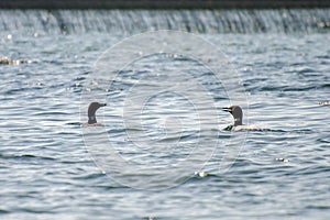 A pair of Loons on Child`s Lake, Duck Mountain Provincial Park, Manitoba, Canada