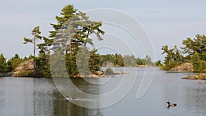 A pair of Loons on the Lake