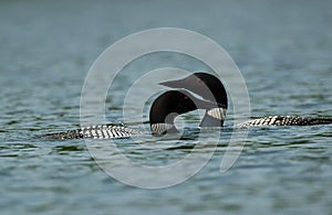 Pair of Loons in Maine