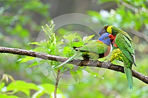 A pair of Lories at play