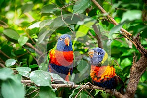 A pair of lorikeet parrots sitting on the branch of a tree