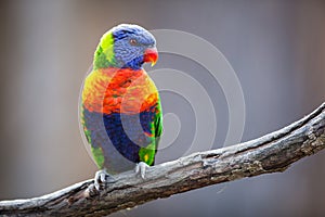 A Lorikeet on a tree branch