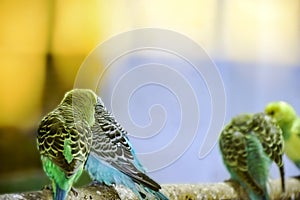 A pair of love bird sitting in emotion photo