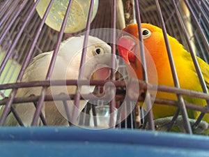 A pair of love birds in a birdcage