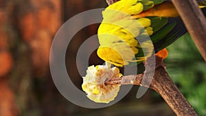 Pair of lovebird a bright orange parrots eating corn. Colors of nature. 4k footage.