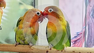 pair lovebird parrot. large, colorful, beautiful parrots.