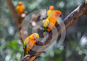 Pair of lovebirds on a branch.