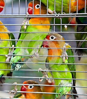 Pair of Lovebirds in a Cage