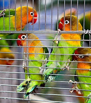 Pair of Lovebirds in a Cage photo