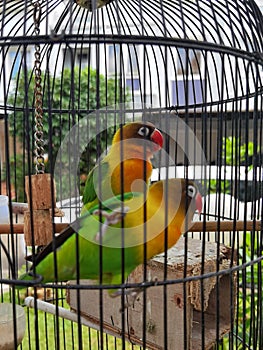 A pair of lovebirds in a cage. The character easily adapts to the environment and is loyal to his partner