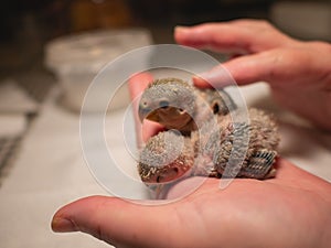 Pair of lovebirds in hand and finger caress. Closeup. Sleeping