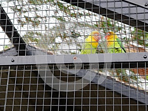 a pair of lovebirds in a net. green lovebird parrots sitting together