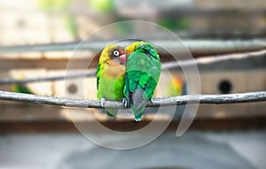 Pair Lovebirds parrots on branch