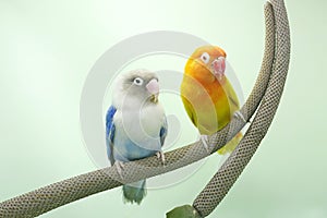 A pair of lovebirds are perched on the weft of the anthurium flower.