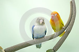 A pair of lovebirds are perched on the weft of the anthurium flower.