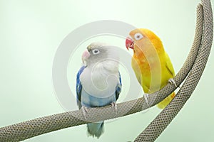 A pair of lovebirds are perched on the weft of the anthurium flower.