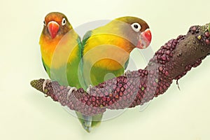 A pair of lovebirds are perched on the weft of the anthurium flower.