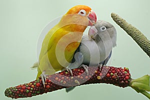 A pair of lovebirds are perched on the weft of the anthurium flower on a light green background.