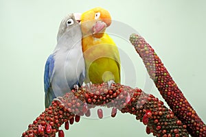 A pair of lovebirds are perched on the weft of the anthurium flower on a light green background.