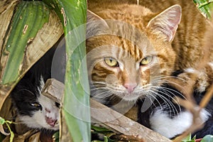 Pair of lovely cats hiding