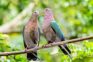 Pair of lover common emerald dove flirting on a branch