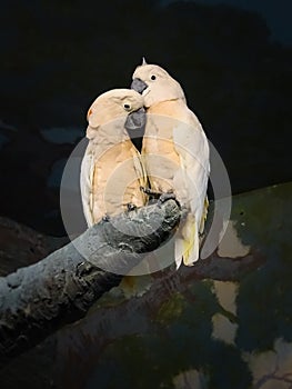 A pair of lovers of white cockatoos Triton Cacatua galerita triton