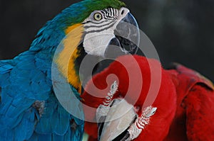 a pair of loving macaws