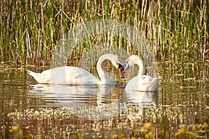 Pair of loving mute swans on a lake