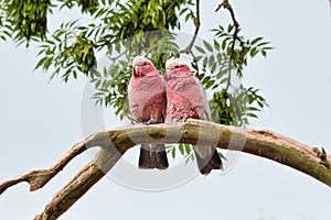 A pair of loving red breasted cockatoo