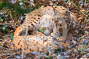 Pair of lynxes resting